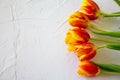 Fresh orange tulips on white background