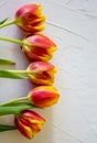 Fresh orange tulips on white background