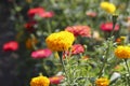 Red, orange and yellow heads of flowers of marigolds in garden on blurred background. Royalty Free Stock Photo