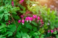 Fresh bright pink bleeding heart Dicentra Spectabilis blossoming flowers on green leaves background in the garden in spring. Royalty Free Stock Photo