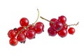 Fresh bright red currant sprig Royalty Free Stock Photo