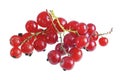 Fresh bright red currant sprig Royalty Free Stock Photo
