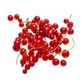 Fresh bright red currant sprig Royalty Free Stock Photo