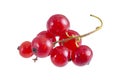 Fresh bright red currant sprig Royalty Free Stock Photo