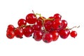Fresh bright red currant sprig Royalty Free Stock Photo