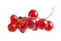 Fresh bright red currant sprig Royalty Free Stock Photo