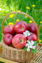 Fresh red organic apples in a wicker basket in the garden. Picnic on the grass. Ripe apples and apple blossoms Royalty Free Stock Photo