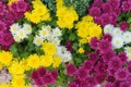 Fresh bright red, purple and yellow chrysanthemums bushes in autumn garden, flowerbed Royalty Free Stock Photo
