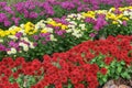 Fresh bright red, purple and yellow chrysanthemums bushes in autumn garden, flowerbed Royalty Free Stock Photo