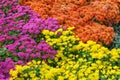 Fresh bright red, purple and yellow chrysanthemums bushes in autumn garden, flowerbed Royalty Free Stock Photo