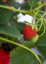 Fresh, bright red strawberries growing ripe on the vine waiting to be harvested. Royalty Free Stock Photo