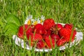 Fresh bright red strawberry berries are on a white plate in the green grass Royalty Free Stock Photo