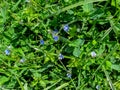 Herbaceous background of meadow grass and small delicate blue flowers of the germander speedwell