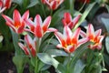 Fresh and bright two colored red-white spiky tulips in the garden on a sunny day Royalty Free Stock Photo