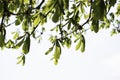 Fresh bright vibrant green leaves from tree branches against sunlight