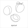 Fresh, bright whole and halved apricots, leaves, fruits on an abstract background. Doodle Royalty Free Stock Photo