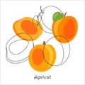 Fresh, bright whole and halved apricots, leaves, fruits on an abstract background. Doodle Royalty Free Stock Photo