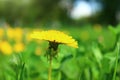 Fresh bright yellow dandelion flower in the meadow