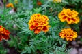 Fresh bright yellow and orange marigold Tagetes flowers in the garden on green grass background in summer and autumn. Royalty Free Stock Photo