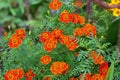 Fresh bright yellow and orange Tagetes tenuifolia flowers in the garden on green grass background in summer and autumn. Royalty Free Stock Photo