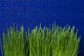 Fresh and brigth grass on the blue surface.Empty space. Natural and colorful background