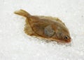 FRESH BRILL ON ICE Royalty Free Stock Photo