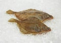 FRESH BRILL ON ICE Royalty Free Stock Photo