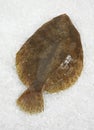 FRESH BRILL ON ICE Royalty Free Stock Photo