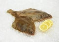 FRESH BRILL ON ICE WITH YELLOW LEMON