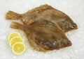 FRESH BRILL scophthalmus rhombus WITH YELLOW LEMON ON ICE Royalty Free Stock Photo