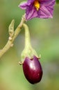 Fresh brinjal