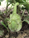 Fresh brinjal on plant in farm Indian agriculture