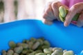 Fresh Broad Beans Are Peeled From The Baggello And Are Collected In A Bowl Royalty Free Stock Photo