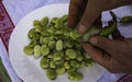 Fresh Broad Beans Are Peeled From The Baggello Royalty Free Stock Photo