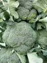 Fresh broccoli Royalty Free Stock Photo