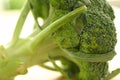Fresh broccoli Royalty Free Stock Photo
