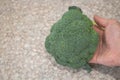 Fresh broccoli held in hand on kitchen countertop Royalty Free Stock Photo