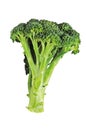 Fresh Broccoli Isolated