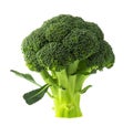 Fresh broccoli isolated on white without shadow Royalty Free Stock Photo