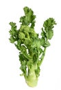 Fresh broccoli rabe