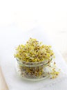 Fresh broccoli sprouts Royalty Free Stock Photo