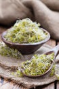 Fresh Broccoli Sprouts Royalty Free Stock Photo