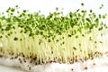 Fresh broccoli sprouts or microgreens Royalty Free Stock Photo