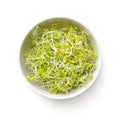 Fresh Broccoli Sprouts In White Bowl Isolated Royalty Free Stock Photo