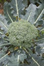 Brassica oleracea var. Italica close up Royalty Free Stock Photo