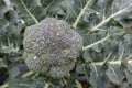 Broccoli close up Royalty Free Stock Photo