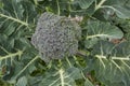 Broccoli close up Royalty Free Stock Photo