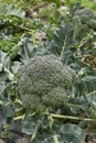 Broccoli close up Royalty Free Stock Photo