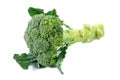 Fresh broccoli with leaf isolated on white background. Broccoli vegetables isolated Royalty Free Stock Photo