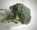 Fresh broccoli with water droplets on the vague white background